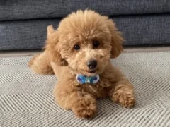 トイプードルの愛犬