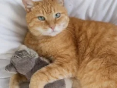 茶トラの愛猫