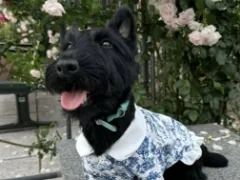 スコティッシュテリアの愛犬